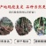 【新品】红心无核巨王李苗改良新品种自然无核甜度高