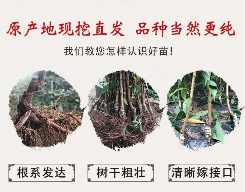 【新品】红心无核巨王李苗改良新品种自然无核甜度高