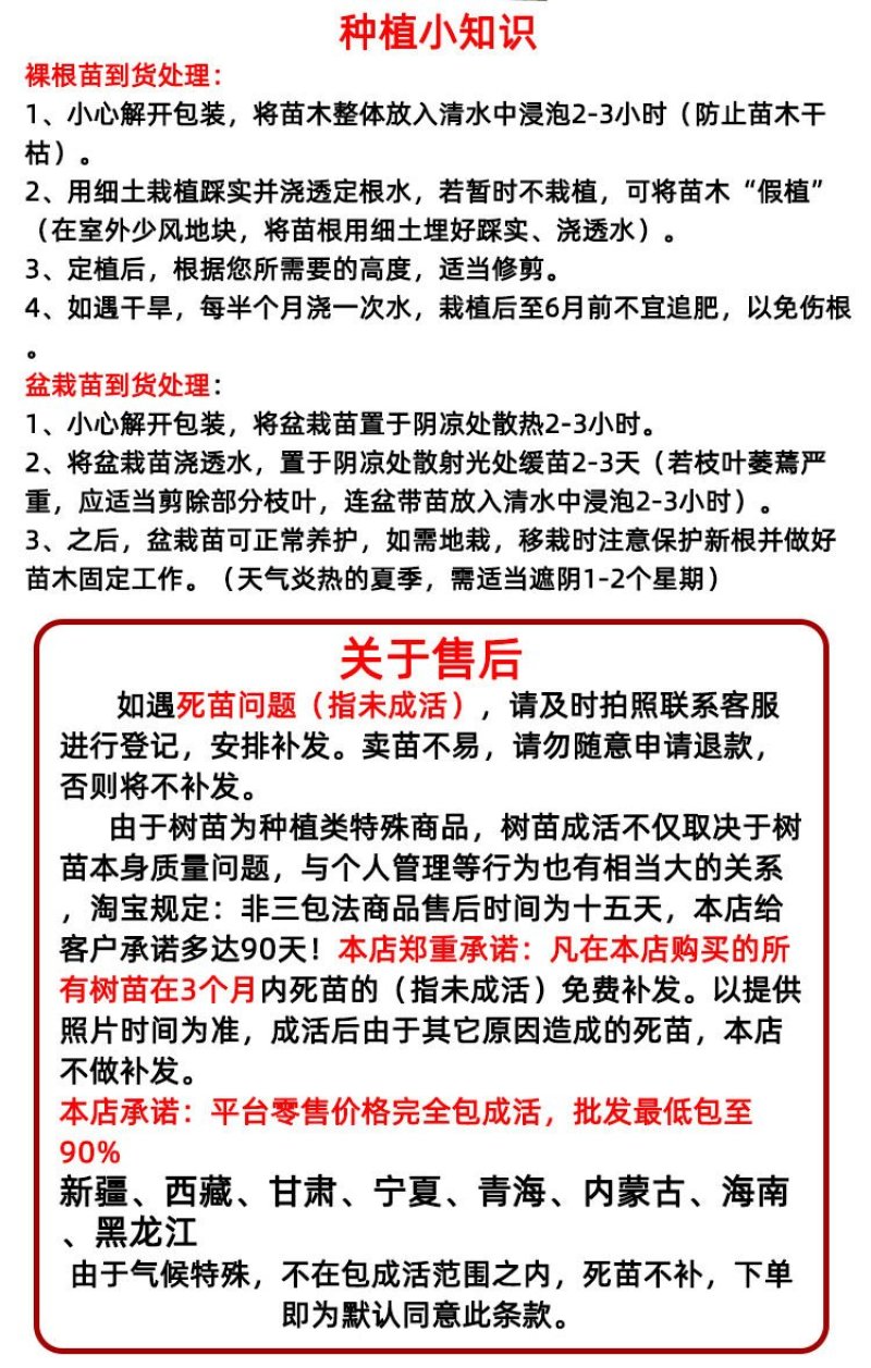 【新品】红心无核巨王李苗改良新品种自然无核甜度高