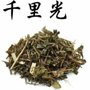 千里光，常年批发供应，千里光，九里明中药材