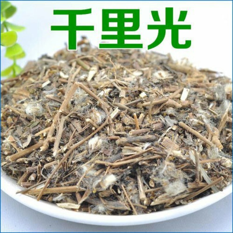 千里光，常年批发供应，千里光，九里明中药材