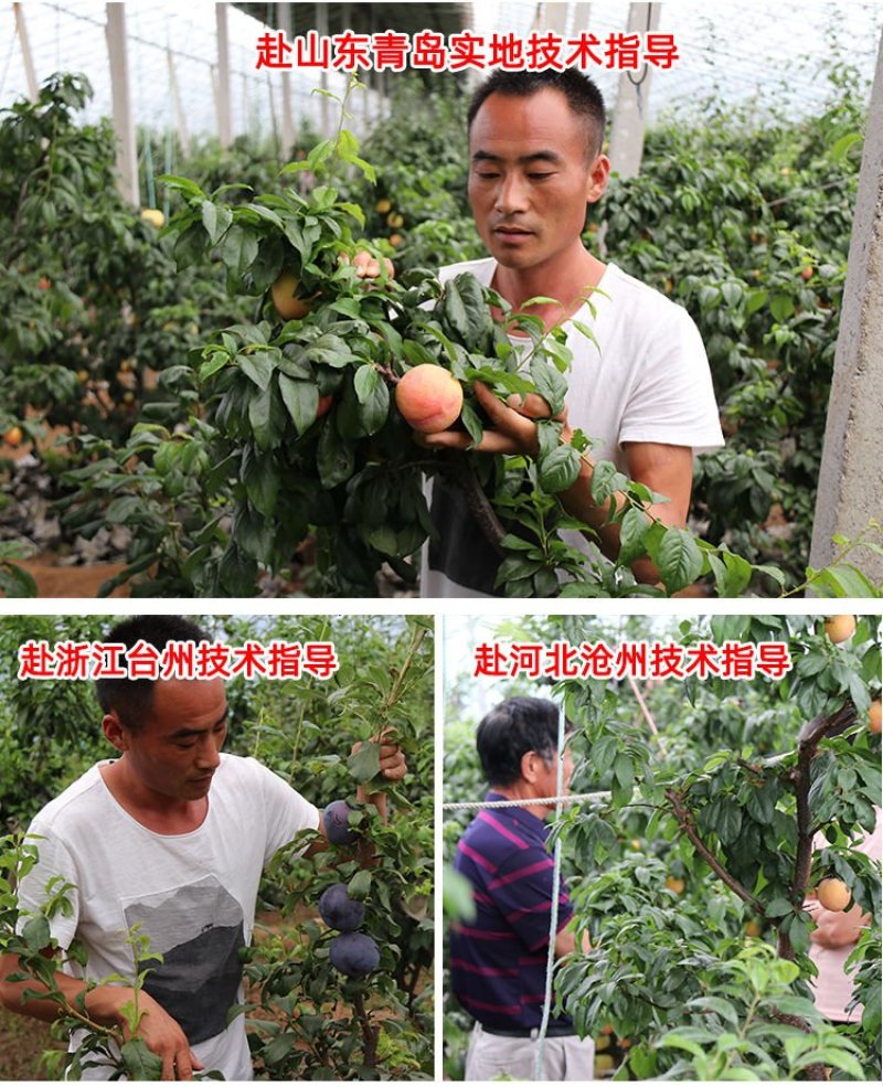 【新品】红心无核巨王李苗改良新品种自然无核甜度高