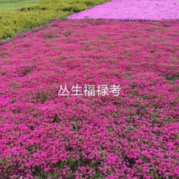 辽宁苗圃直销丛生福禄考，花海**，四种颜色，红粉紫白