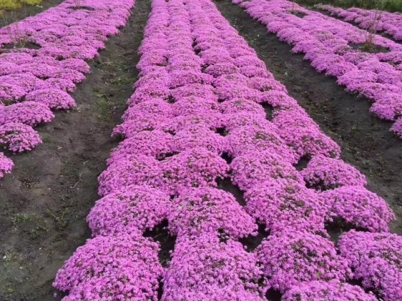 辽宁苗圃直销丛生福禄考，花海**，四种颜色，红粉紫白