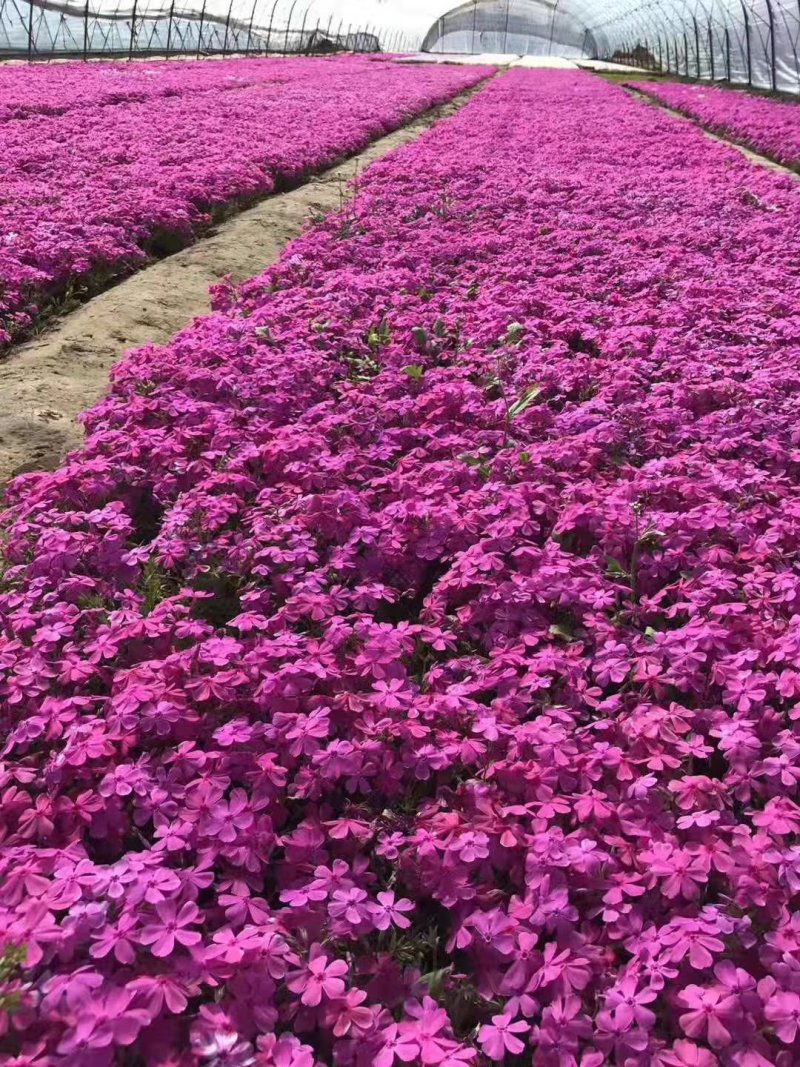 辽宁苗圃直销丛生福禄考，花海**，四种颜色，红粉紫白
