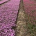 辽宁苗圃直销丛生福禄考，花海**，四种颜色，红粉紫白
