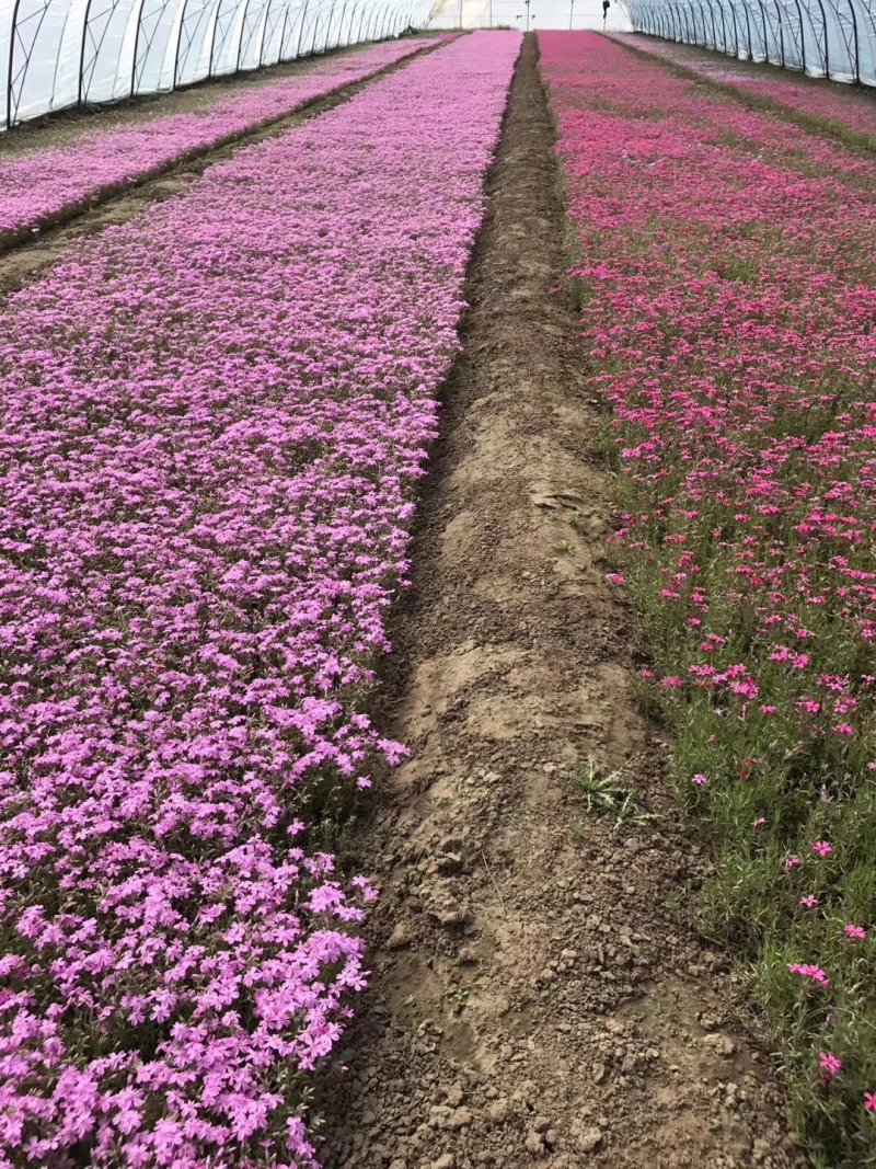 辽宁苗圃直销丛生福禄考，花海**，四种颜色，红粉紫白