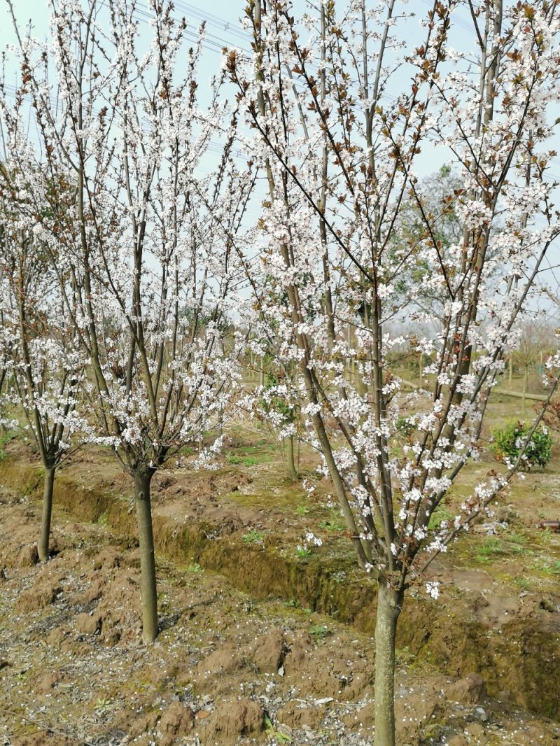 浙江宁波红叶李，大小都有