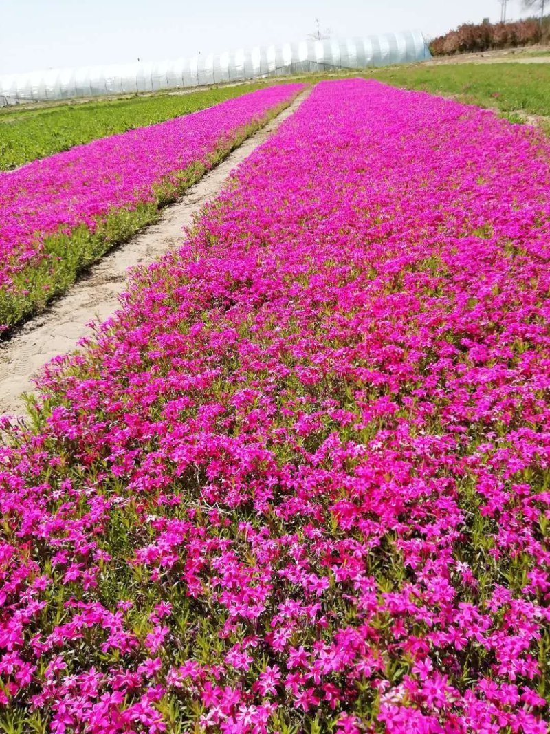 辽宁苗圃直销丛生福禄考，花海**，四种颜色，红粉紫白