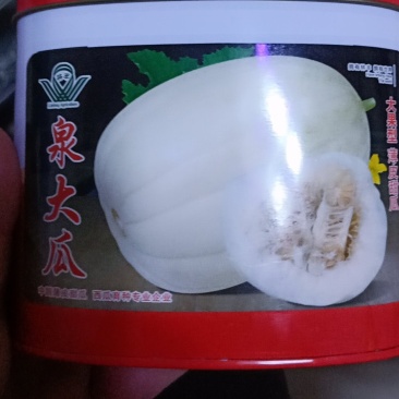 甜瓜种子泉大瓜厂家直销保回收质量保证产量保证