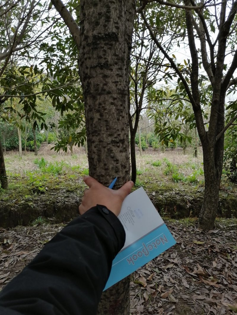 浙江宁波桂花，树冠大，枝干粗