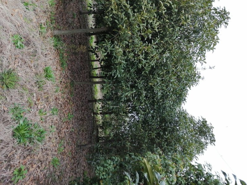 浙江宁波桂花，树冠大，枝干粗