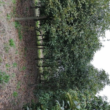 浙江宁波桂花，树冠大，枝干粗