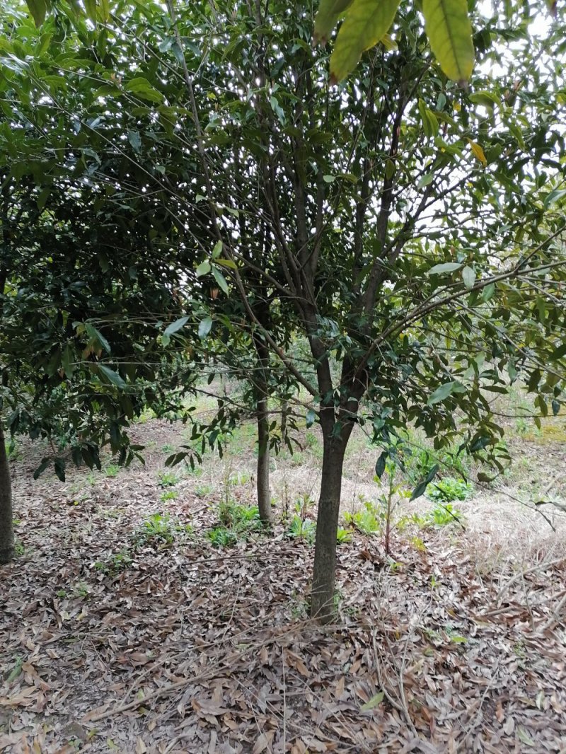 浙江宁波桂花，树冠大，枝干粗