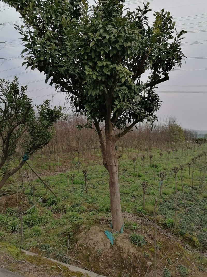 浙江宁波桂花，树冠大，枝干粗