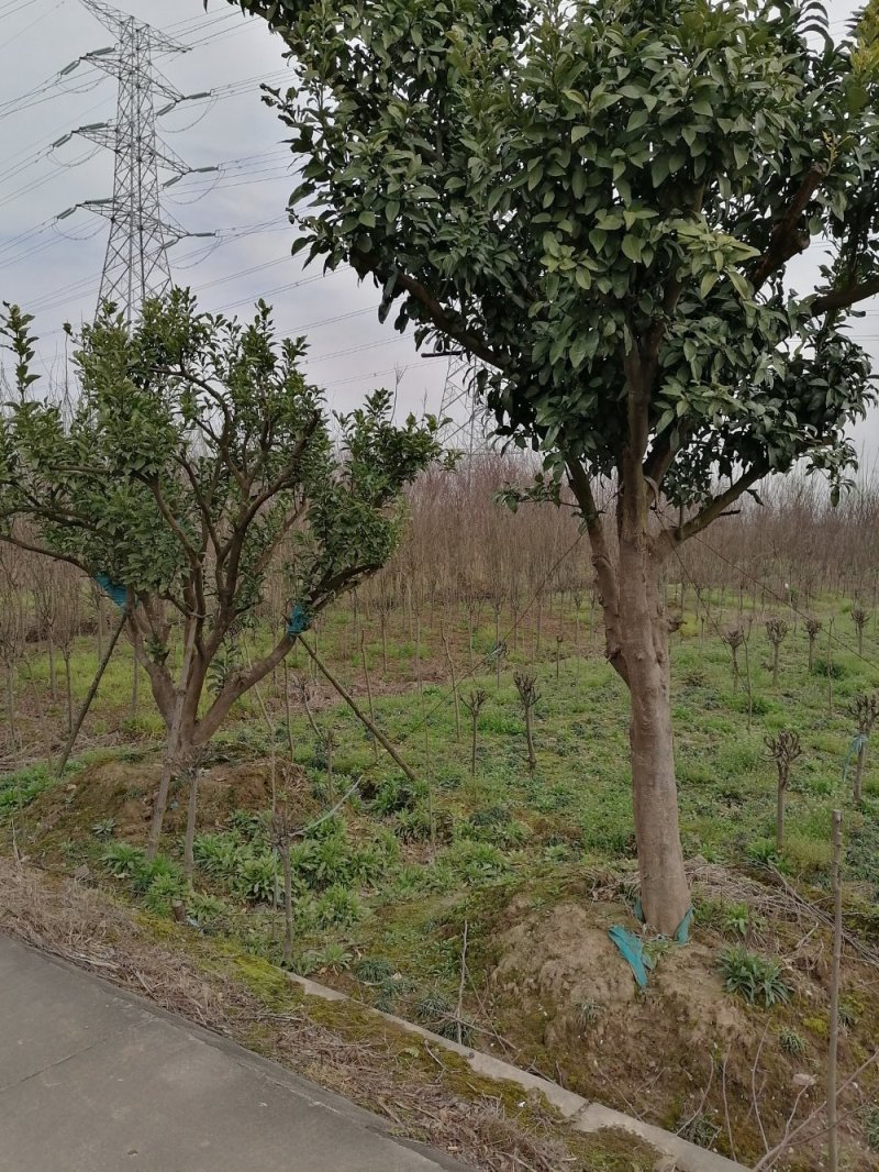 浙江宁波桂花，树冠大，枝干粗