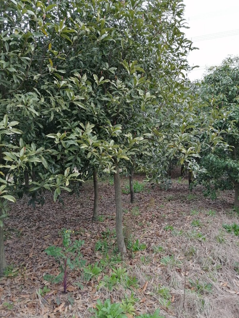 浙江宁波桂花，树冠大，枝干粗