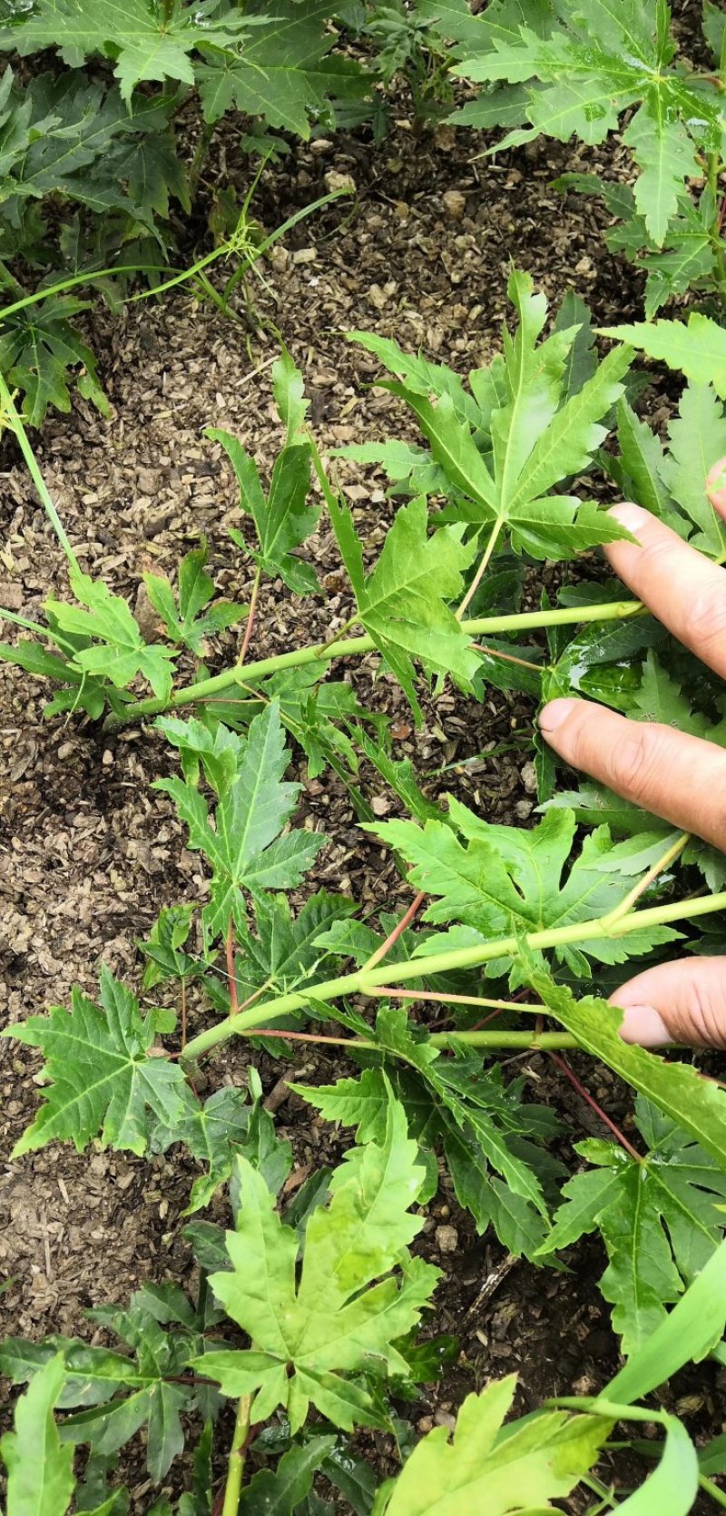 出售枫叶树，九角枫苗，花色木槭苗，紫花槭