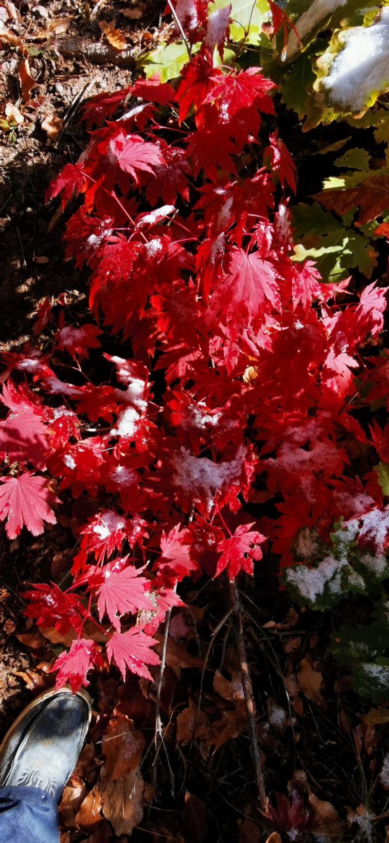 出售枫叶树，九角枫苗，花色木槭苗，紫花槭