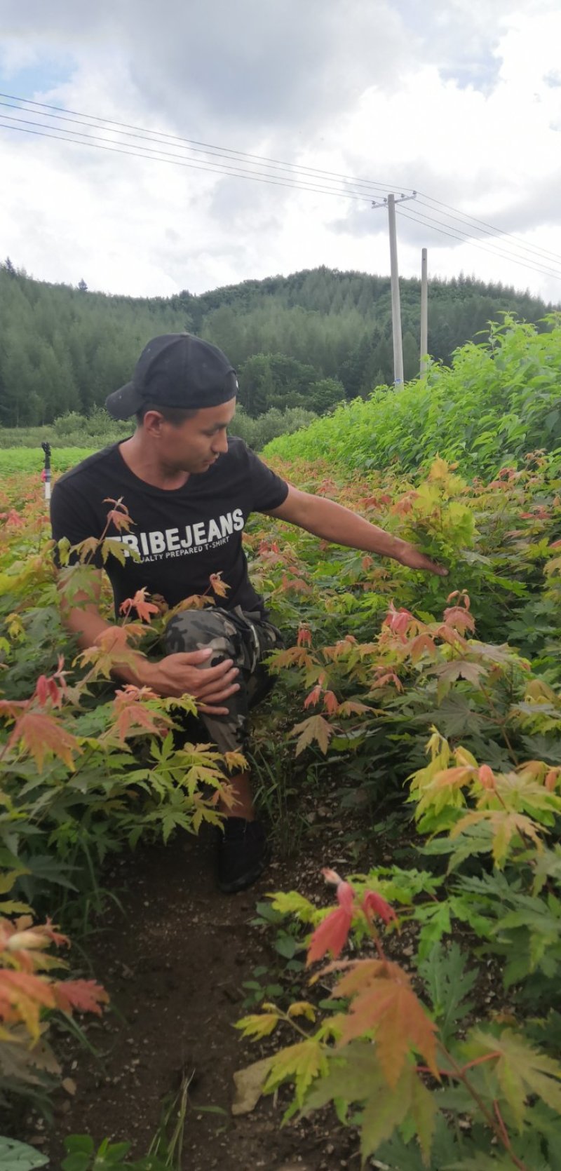 出售枫叶树，九角枫苗，花色木槭苗，紫花槭