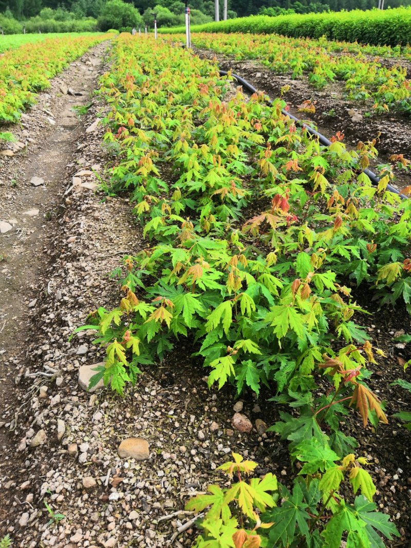 出售枫叶树，九角枫苗，花色木槭苗，紫花槭