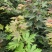 出售枫叶树，九角枫苗，花色木槭苗，紫花槭