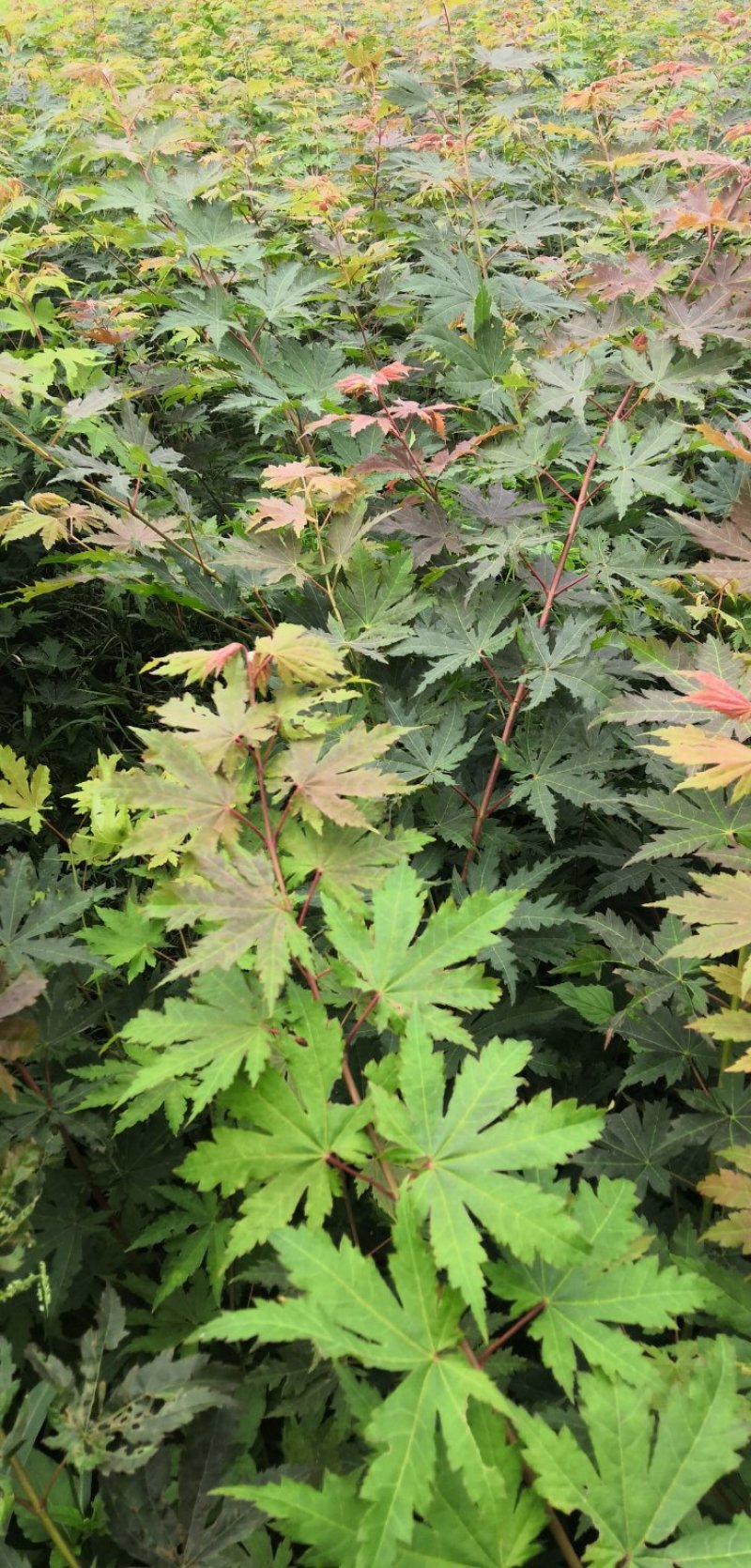 出售枫叶树，九角枫苗，花色木槭苗，紫花槭