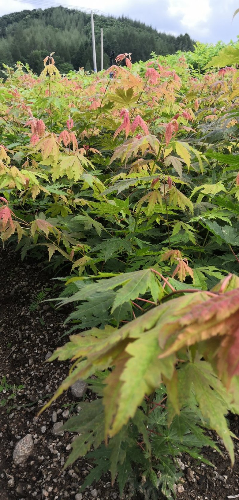 出售枫叶树，九角枫苗，花色木槭苗，紫花槭