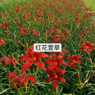 辽宁鞍山苗圃销售红花萱草，金娃娃萱草，大花萱草