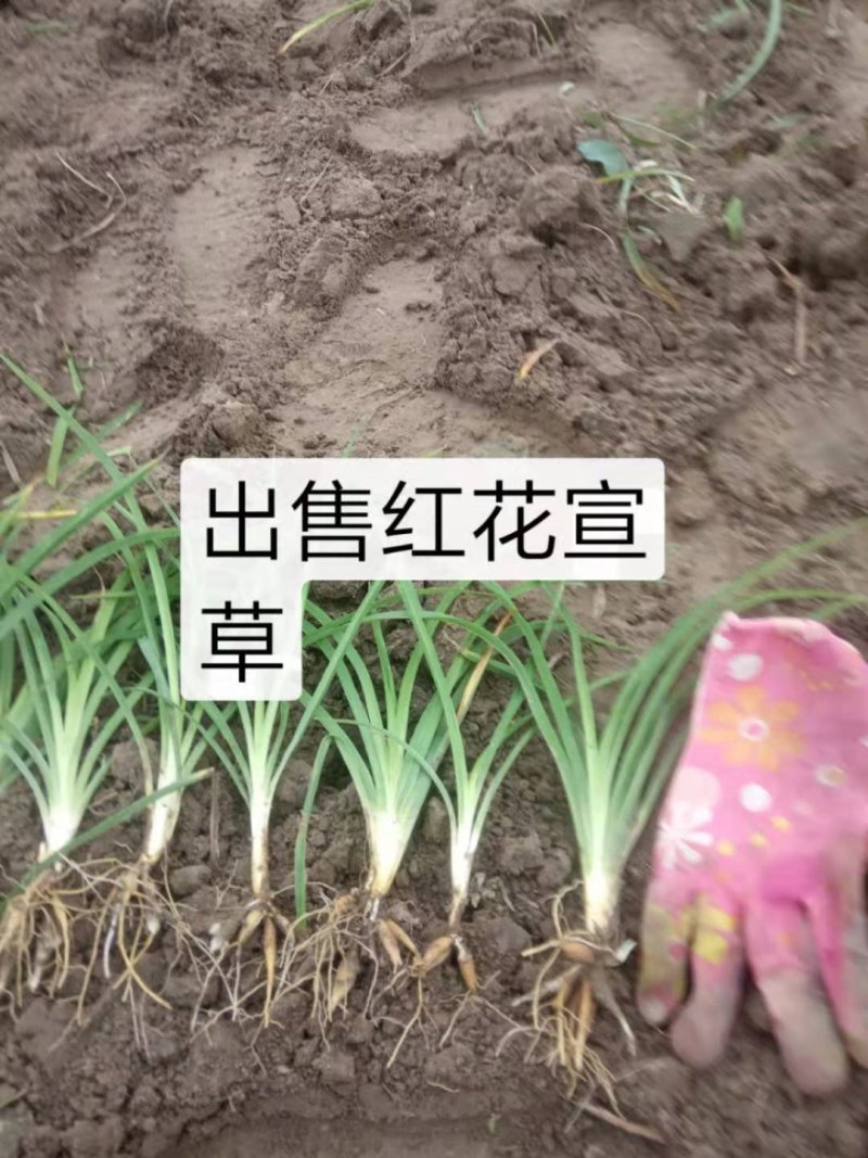 辽宁鞍山苗圃销售红花萱草，金娃娃萱草，大花萱草
