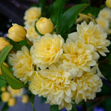 黄木香黄木香花基地直发带土球发货量大从优放心苗