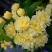 黄木香黄木香花基地直发带土球发货量大从优放心苗