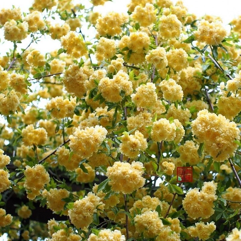 黄木香黄木香花基地直发带土球发货量大从优放心苗