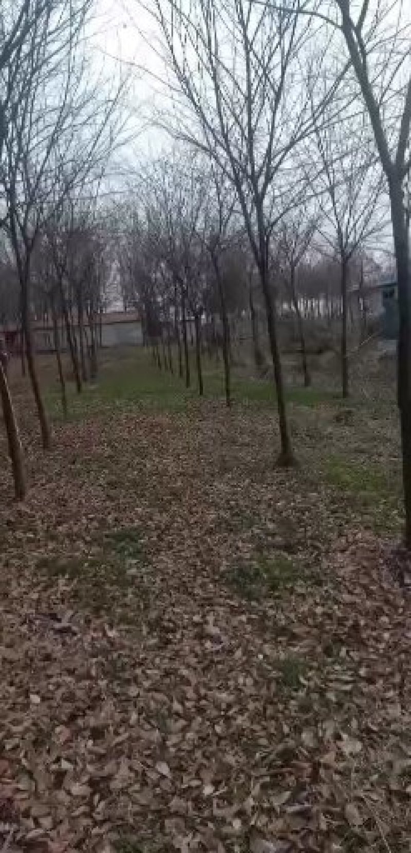 榉树
