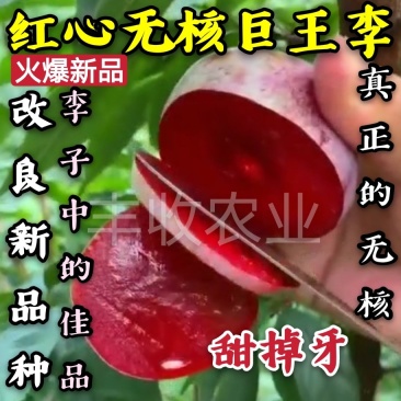 【新品】红心无核巨王李苗改良新品种自然无核甜度高