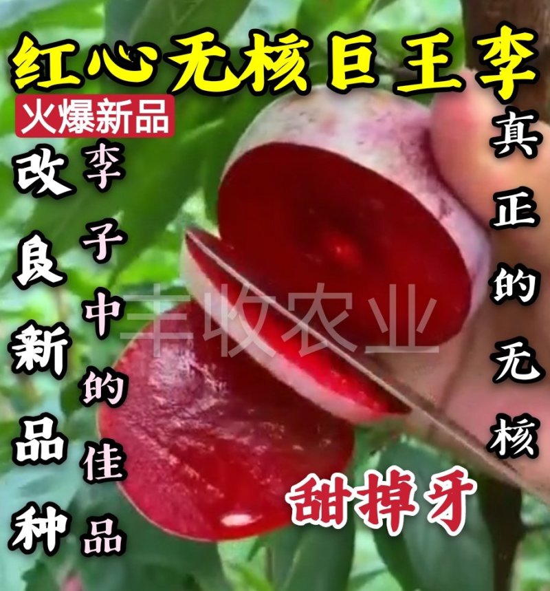 【新品】红心无核巨王李苗改良新品种自然无核甜度高
