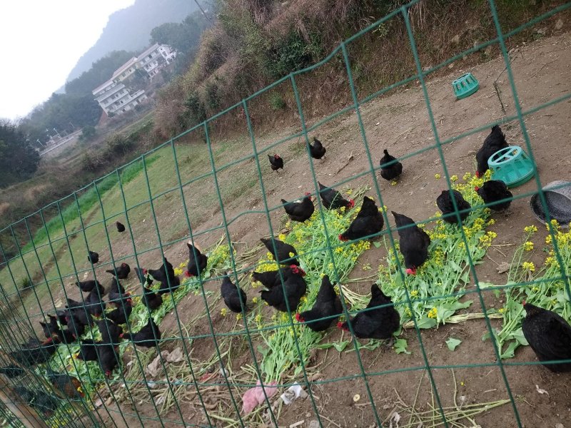 卖土鸡土鸡蛋(地址娄底涟源湖泉镇)