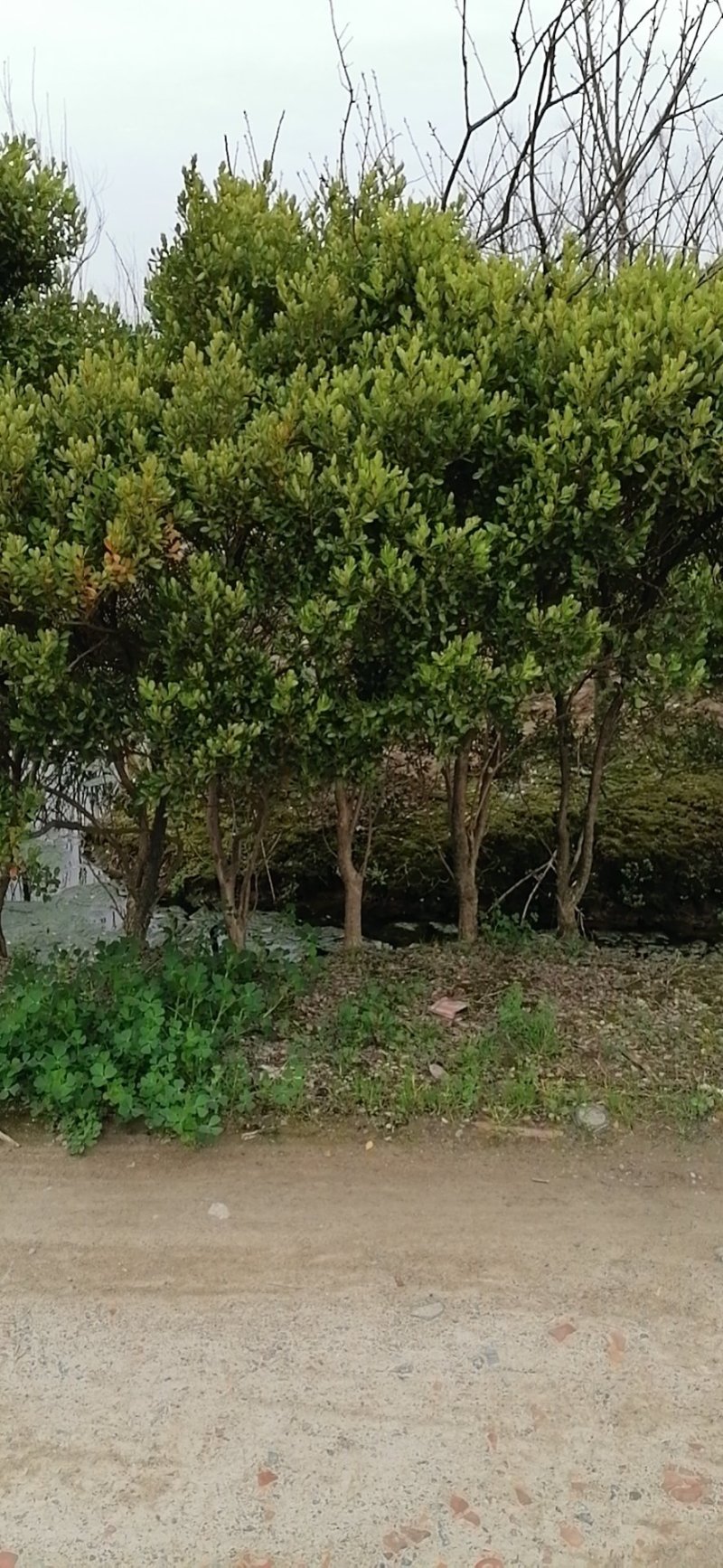 浙江宁波黄杨10几年的老树，都是人这么高的！！！
