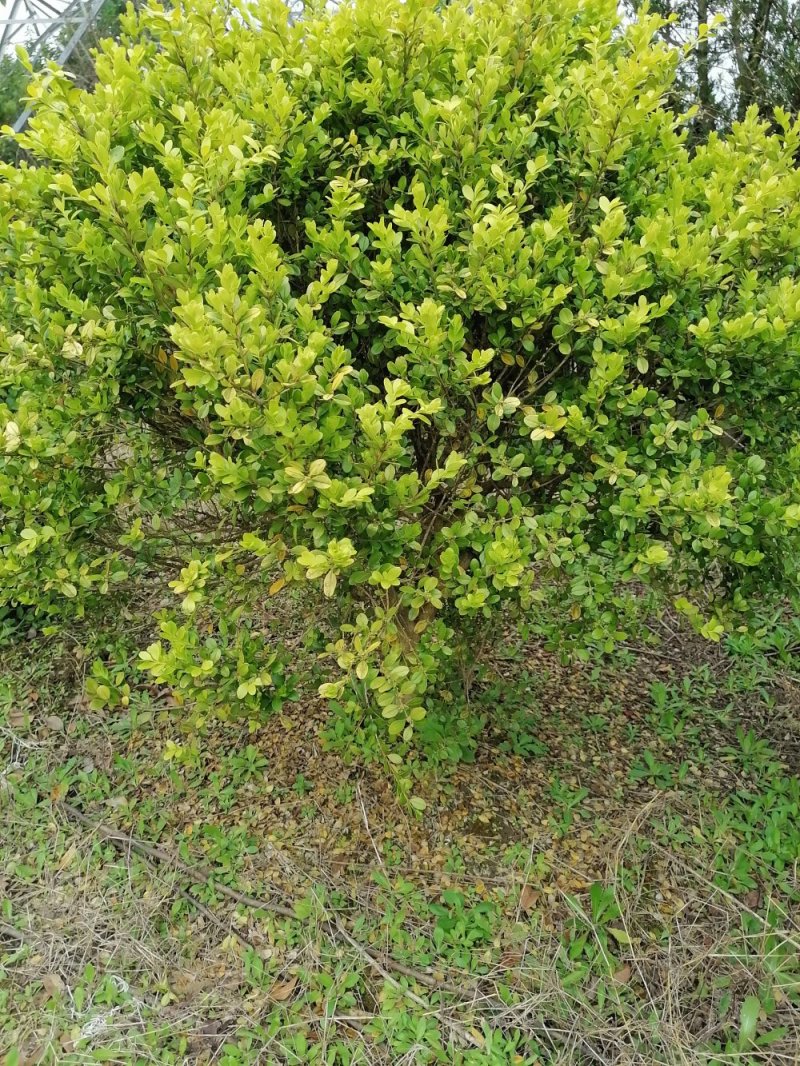 浙江宁波黄杨10几年的老树，都是人这么高的！！！
