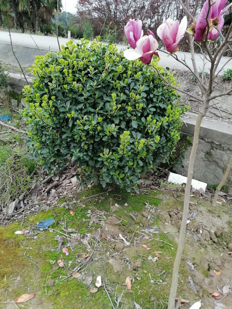 浙江宁波黄杨10几年的老树，都是人这么高的！！！