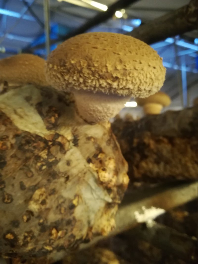 鲜香菇
