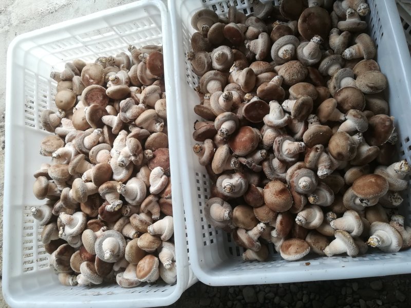 鲜香菇