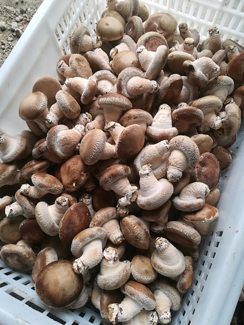 鲜香菇