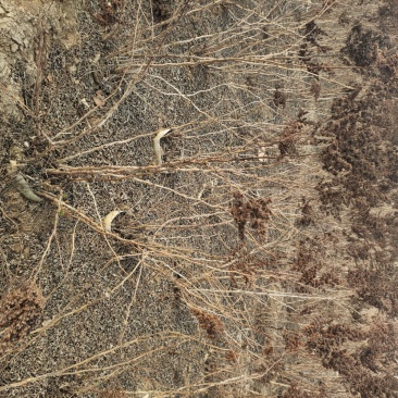珍珠梅珍珠梅价格珍珠梅产地珍珠梅价格定州珍珠梅