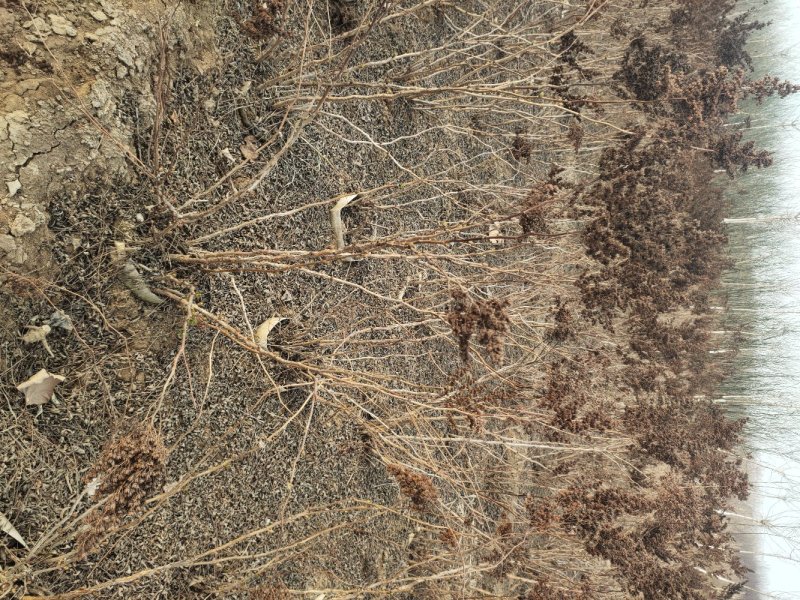 珍珠梅珍珠梅价格珍珠梅产地珍珠梅价格定州珍珠梅