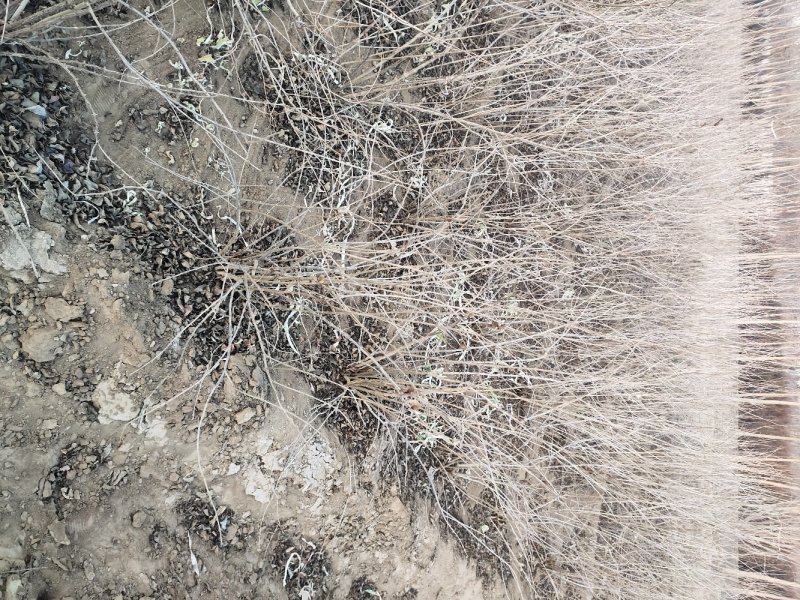珍珠梅珍珠梅价格珍珠梅产地珍珠梅价格定州珍珠梅