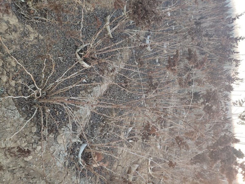 珍珠梅珍珠梅价格珍珠梅产地珍珠梅价格定州珍珠梅