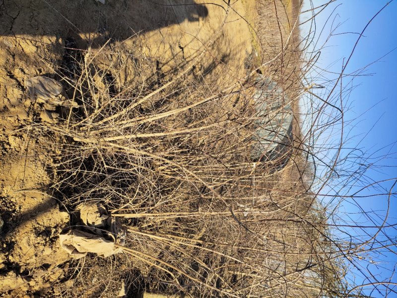 珍珠梅珍珠梅价格珍珠梅产地珍珠梅价格定州珍珠梅
