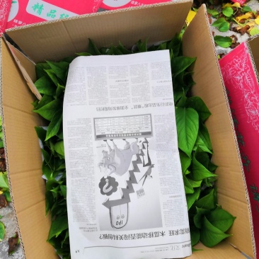 广东绿萝基地直销