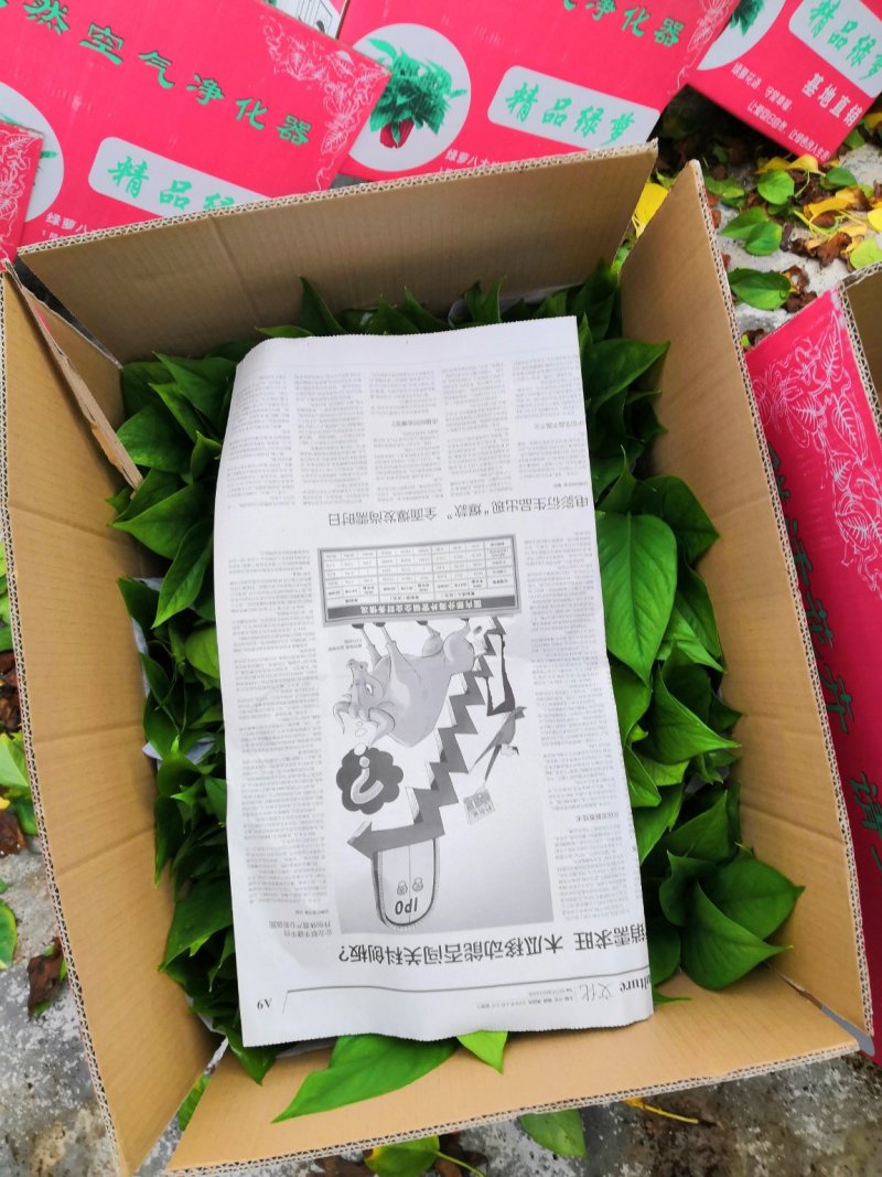 广东绿萝基地直销